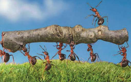 Gemeinsam anpacken, um Hindernisse aus dem Weg zu räumen. Die Ameisen sind ein Paradebeispiel für Kooperation, Fleiss und reibungslose Organisation.