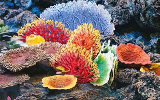 Korallenriffe bestehen aus Polypen und Algen. Ihre leuchtenden Farben verdanken die Korallen den Algen, die sämtliche Hohlräume der Polypenzellen besiedeln.